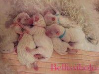 /album/kepgaleria-kiskutyak-szulettek-new-puppies-arrived/a478694-522407591117789-1213427174-o-jpg/