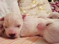 /album/kepgaleria-a-kiskutyak-elso-karacsonya-the-puppies-first-christmas/a52104-526232034068678-353663758-o-jpg/