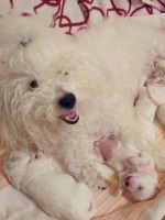 /album/kepgaleria-a-kiskutyak-elso-karacsonya-the-puppies-first-christmas/a277842-526232387401976-1554135645-o-jpg1/