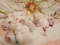 /album/kepgaleria-a-kiskutyak-elso-karacsonya-the-puppies-first-christmas/a288515-526232090735339-930670637-o-jpg/