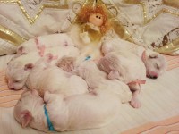 /album/kepgaleria-a-kiskutyak-elso-karacsonya-the-puppies-first-christmas/a288515-526232090735339-930670637-o-jpg/