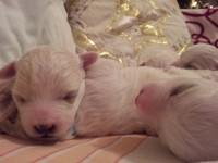 /album/kiskutyaink-elso-karacsonya-/a20121224-184552-jpg/