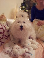 /album/kiskutyaink-elso-karacsonya-/a20121224-184204-jpg/