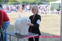 /album/dog-show-komarom/a295953-285375348154349-199166800-n-jpg1/